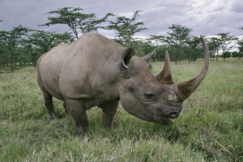 Rinoceronte nero con i suoi due corni