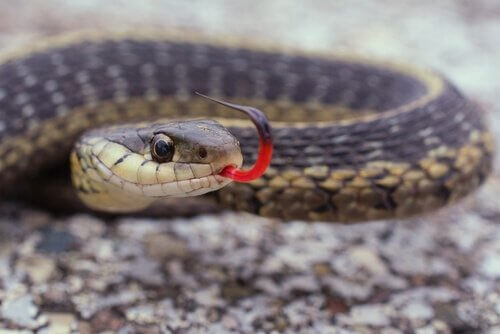un serpente con la lingua all'infuori