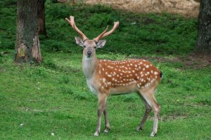 5 animali del Giappone