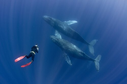 un sub fotografa due balene che nuotano assieme
