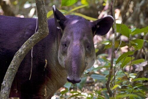 un tapiro di baird si nasconde tra i rami