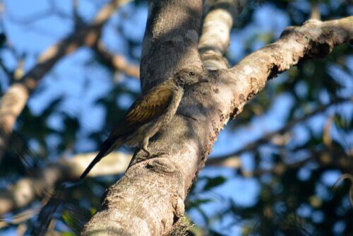 Indicatore indiano tra uccelli indicatori più diffusi