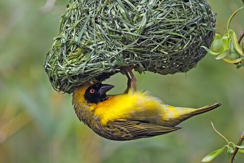 Un uccello tessitore giallo appeso su un nido