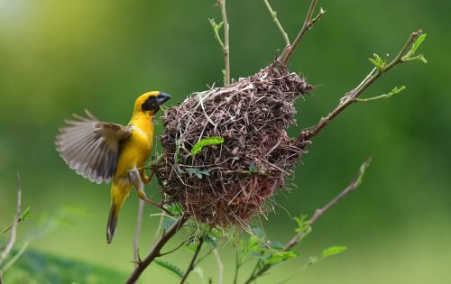 Uccelli tessitori, gli architetti dei nidi più belli