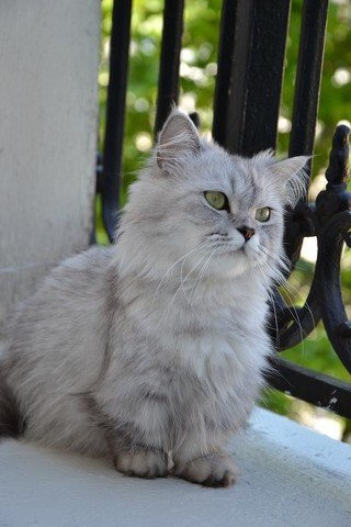 un gatto napoleone bianco all'aperto
