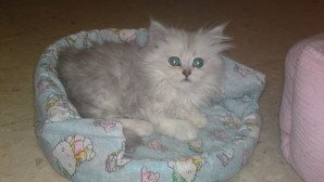 un un gatto napoleone grigio nella sua cuccia