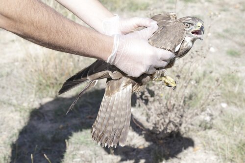 un volontario AMUS mentre tiene in mano un uccello ferito