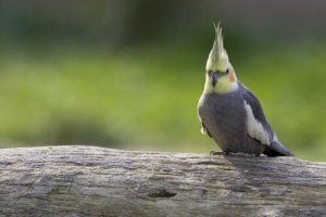 Calopsitta, il cacatua più "punk" del mondo