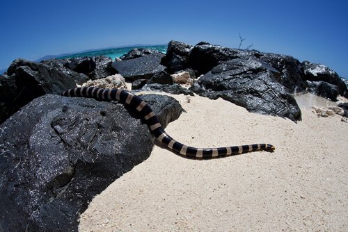 Krait dalle labbra blu sugli scogli di una spiaggia
