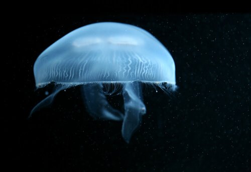 Medusa quadrifoglio nuota nel mare oscuro
