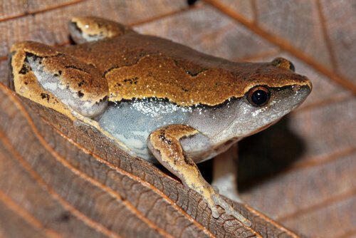 una Rana delle foglie si riposa all'ombra
