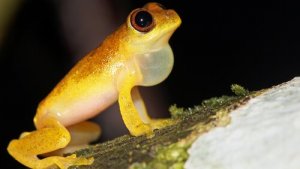 5 anfibi del Sud America