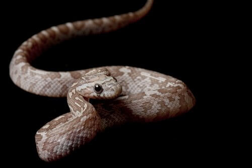 una Serpe del grano adulta marrone