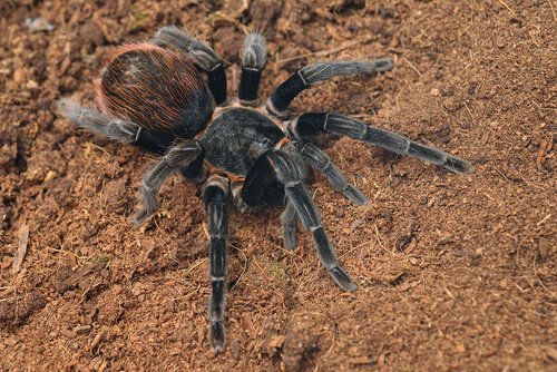 Tarantula rosso messicano della groppa sulla sabbia