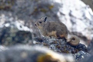 La meravigliosa ed unica fauna delle Ande