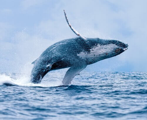 Balena: habitat, comportamento e caratteristiche