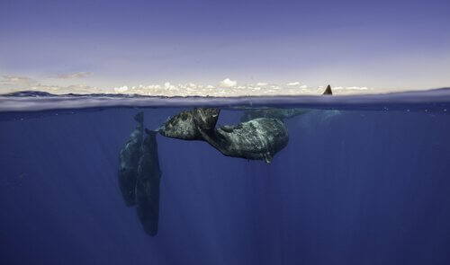 Balena si sommerge mentre un'altra prende aria