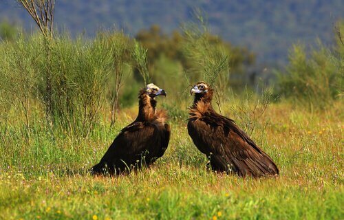 Avvoltoi monaci in campagna 