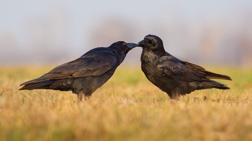 una coppia di corvi in campagna 