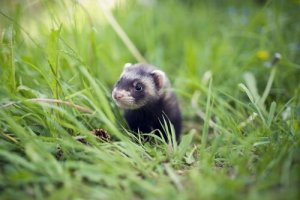 Cosa sono i mustelidi?