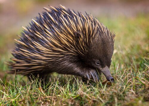 una echidna istrice cammina su un prato verde
