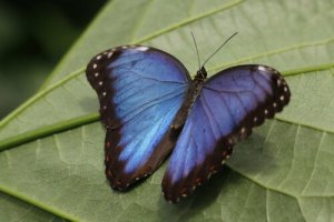 5 animali di colore blu: scopriteli con noi
