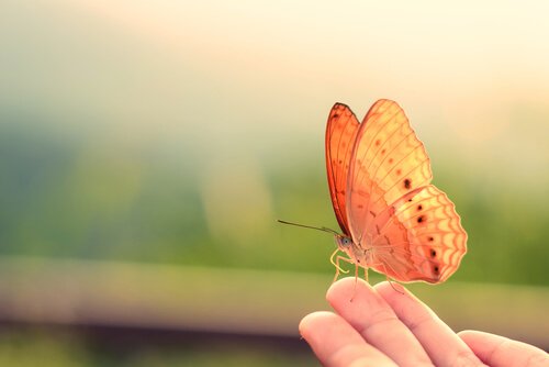 una farfalla sulla mano di una persona