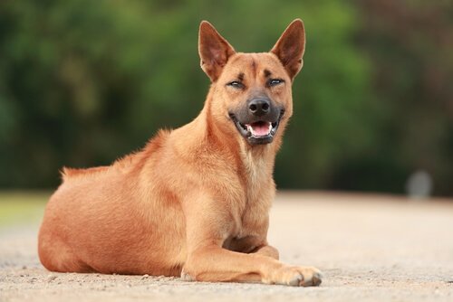 una femmina marrone di Thai Ridgeback Dog