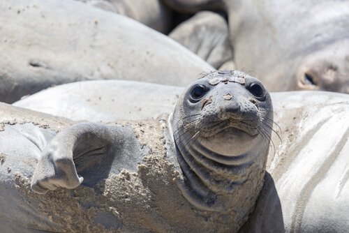 Com’è la vita delle foche? Scopriamo il loro comportamento