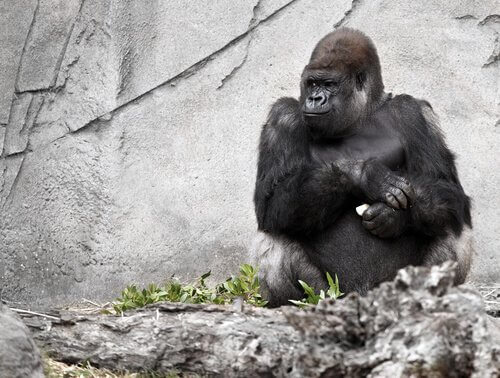 La morte di Koko, la femmina di gorilla che parlava agli uomini