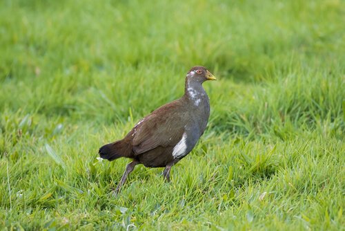 Gallinella della Tasmania sul prato