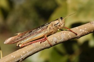 Locusta, la cavalletta gigante