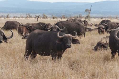 Mandria di bufali africani pascola in Kenya