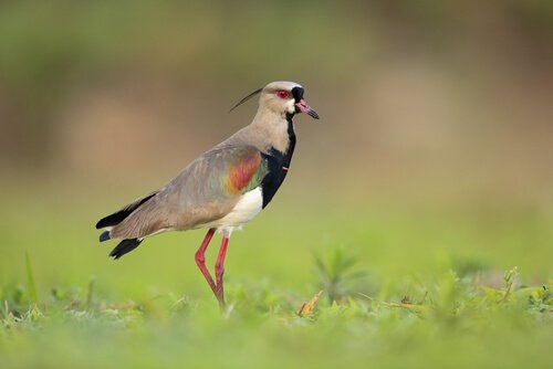 una pavoncella del Cile cammina sul prato