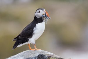 7 caratteristiche della pulcinella di mare: un uccello unico