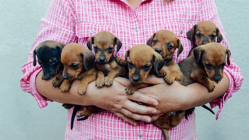 Una ragazza con sette cuccioli