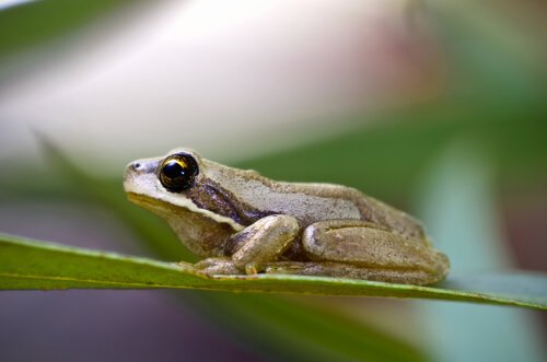 Raganella della tasmania su una foglia