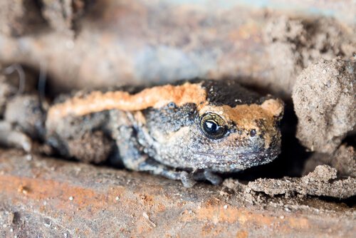 Rana Koh Chang tra fauna dell'Indocina