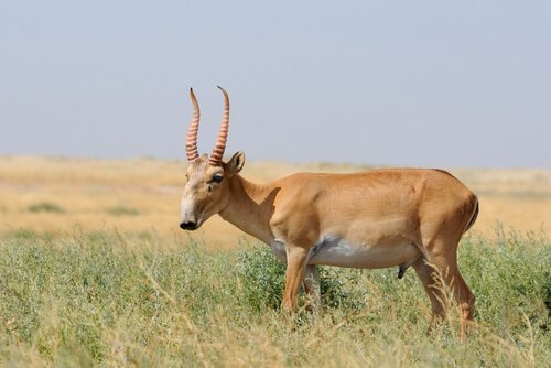 una saiga intenta a brucare arbusti