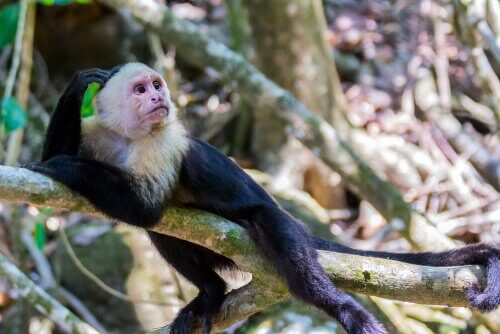 una scimmia cappucina su un ramo