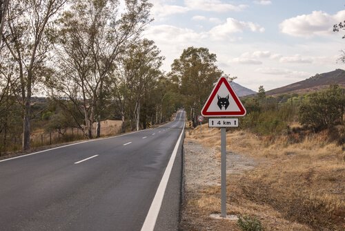 Strada con un segnale di pericolo attraversamento linci