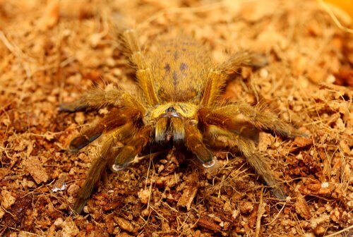 una tarantola del re babbuino sul terreno arido