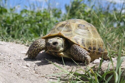 una tartaruga di Horsfield cammina tra l'erba
