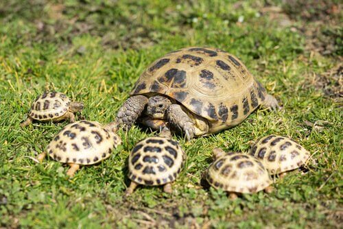 una tartaruga di Horsfield con cinque piccoli