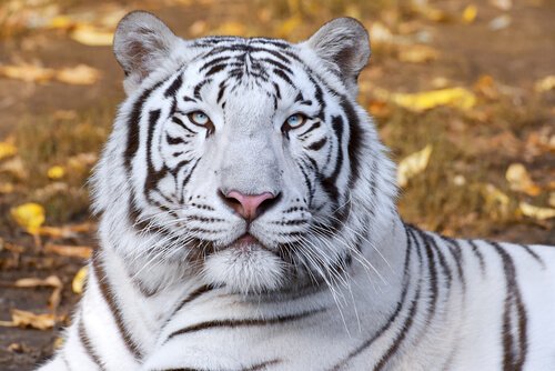 una tigre bianca vista da vicino