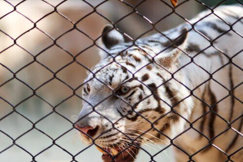 Tigre del bengala bianca dietro una rete metallica