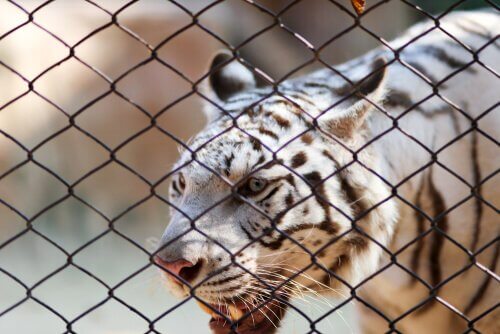 Tigre del bengala bianca dietro una rete metallica
