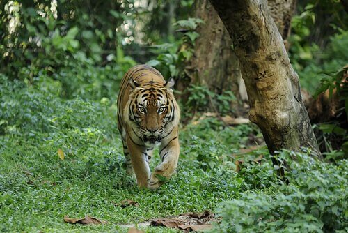 Tigre della Malesia cammina nella giungla