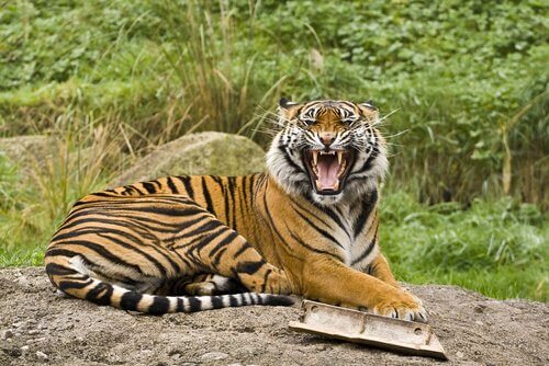 5 sottospecie di tigri che vi conquisteranno
