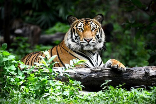 Tigre sdraiata nella foresta
